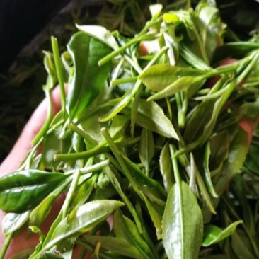 白茶特级