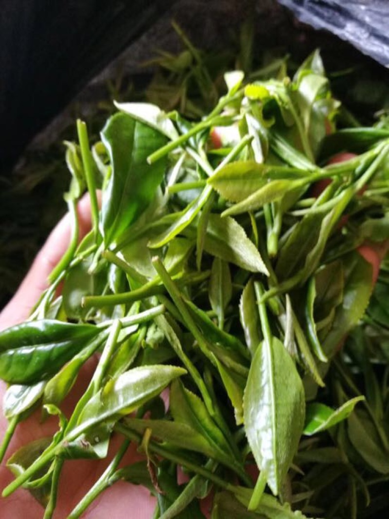 白茶特级