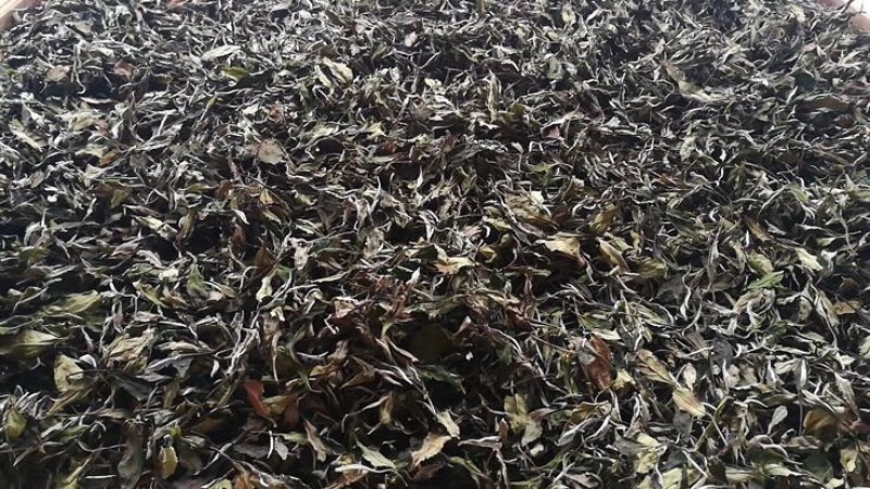 白茶特级