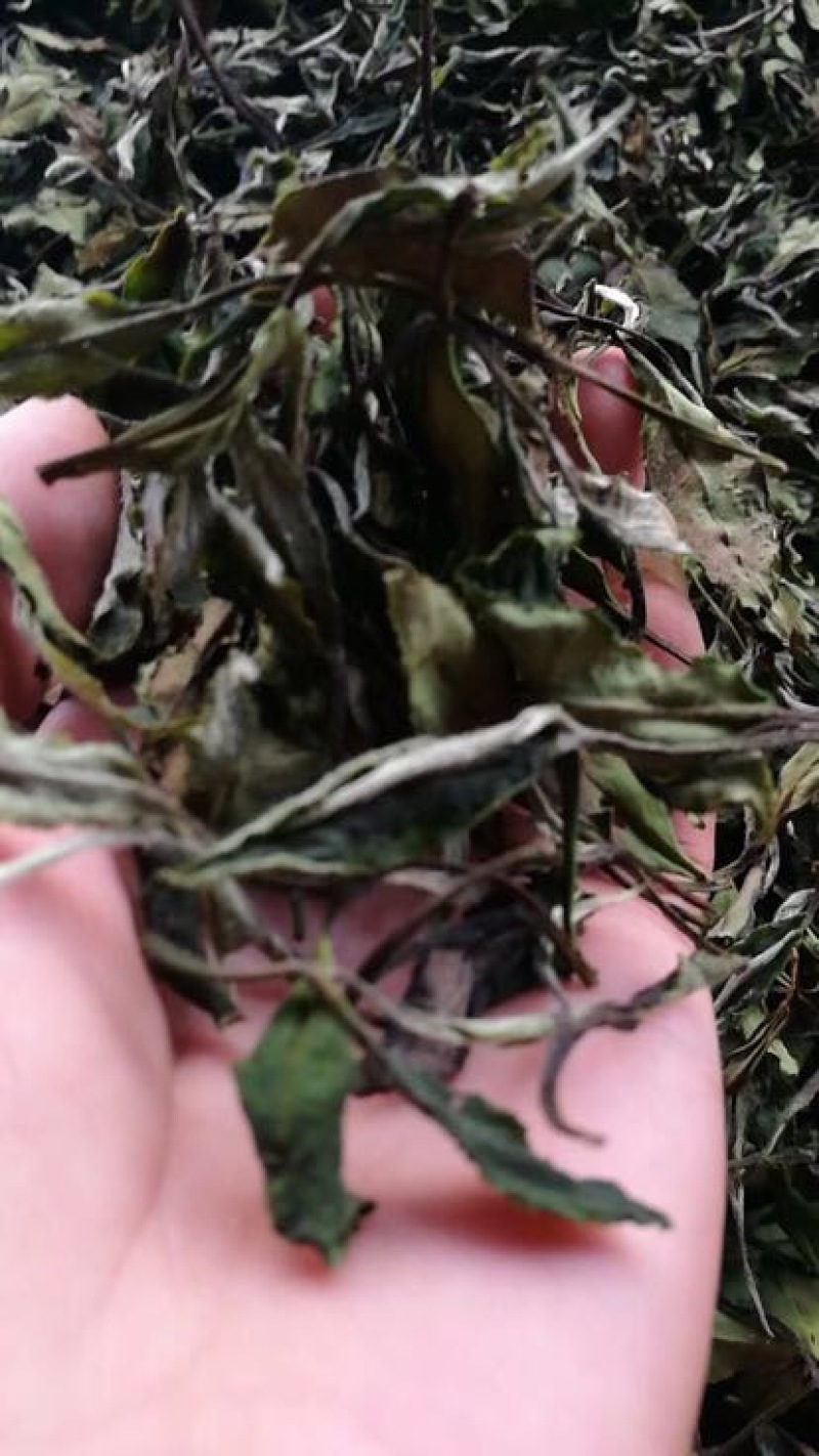 白茶特级