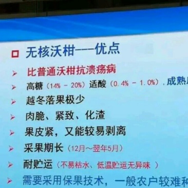 柑橘枝条091无核沃柑枝条