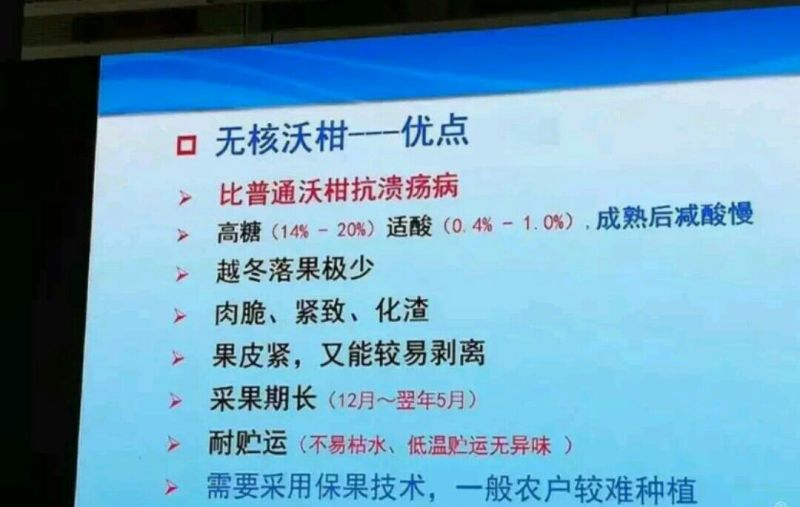 柑橘枝条091无核沃柑枝条