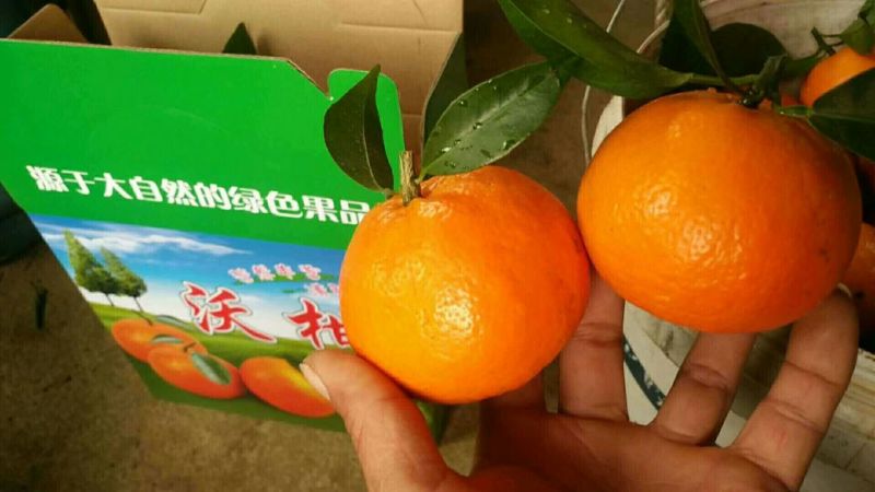 柑橘枝条091无核沃柑枝条