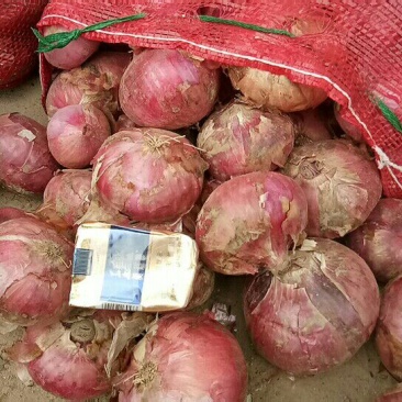 二红洋葱80起步