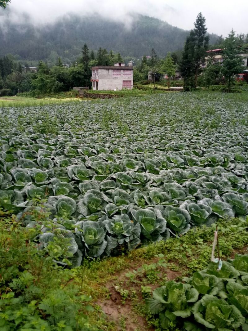 苞菜