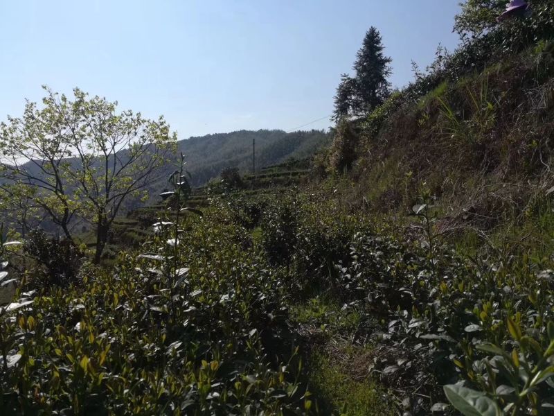 三明市大田高山红茶，自产自销一条龙、货源充足。