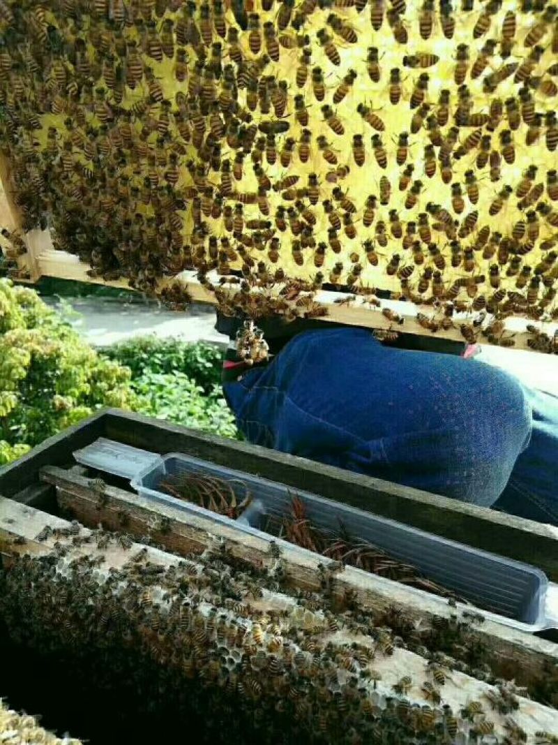 蜂蜜独家。土蜂蜜