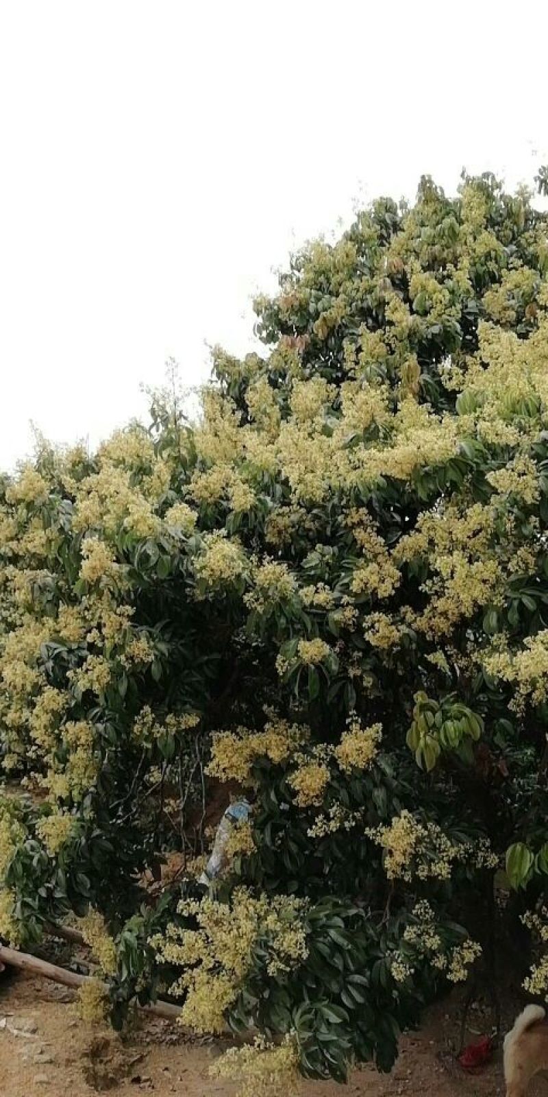蜂蜜独家。土蜂蜜