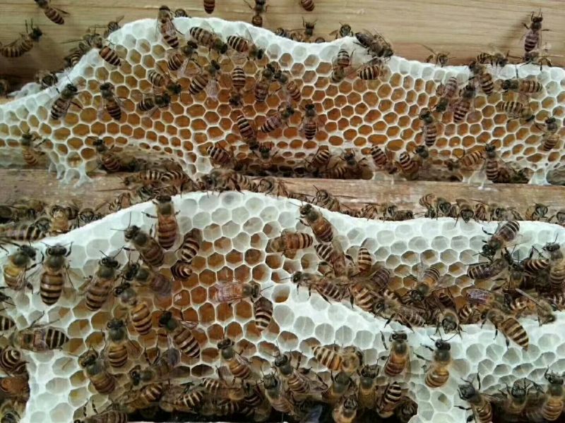 蜂蜜独家。土蜂蜜