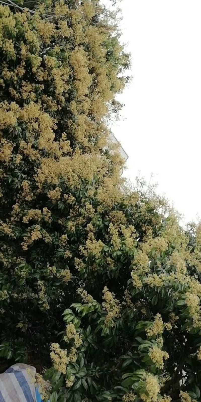 蜂蜜独家。土蜂蜜