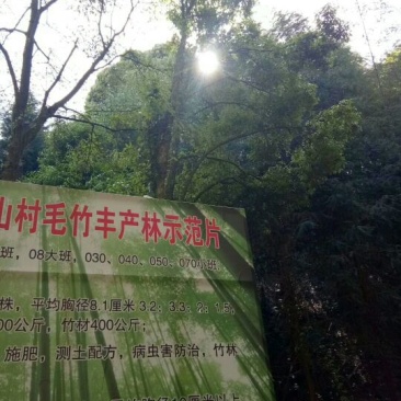 楠竹14~16米