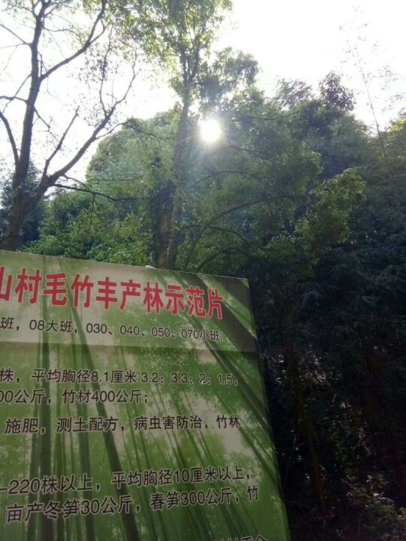 楠竹14~16米