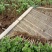 菊花苗