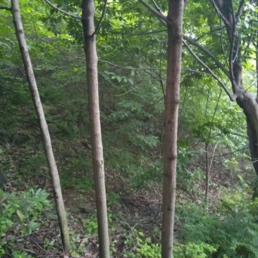 杜仲树，4-12公分，