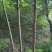 杜仲树，4-12公分，