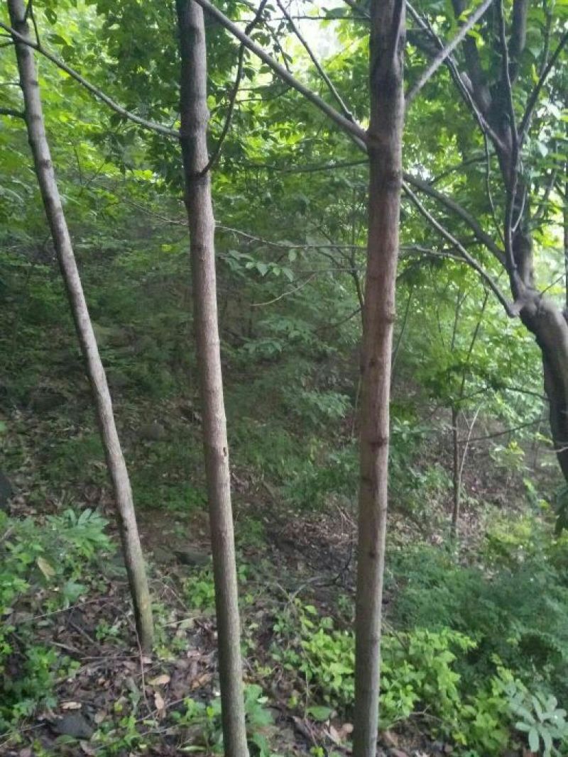 杜仲树，4-12公分，