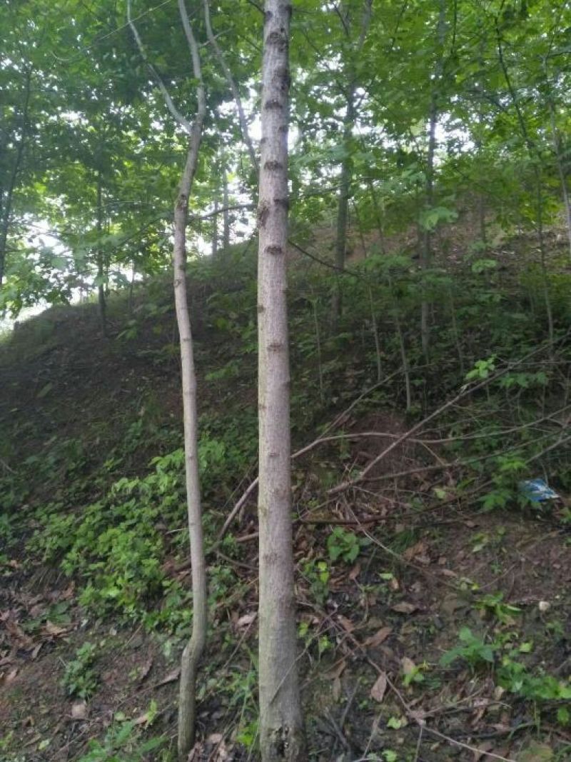 杜仲树，4-12公分，