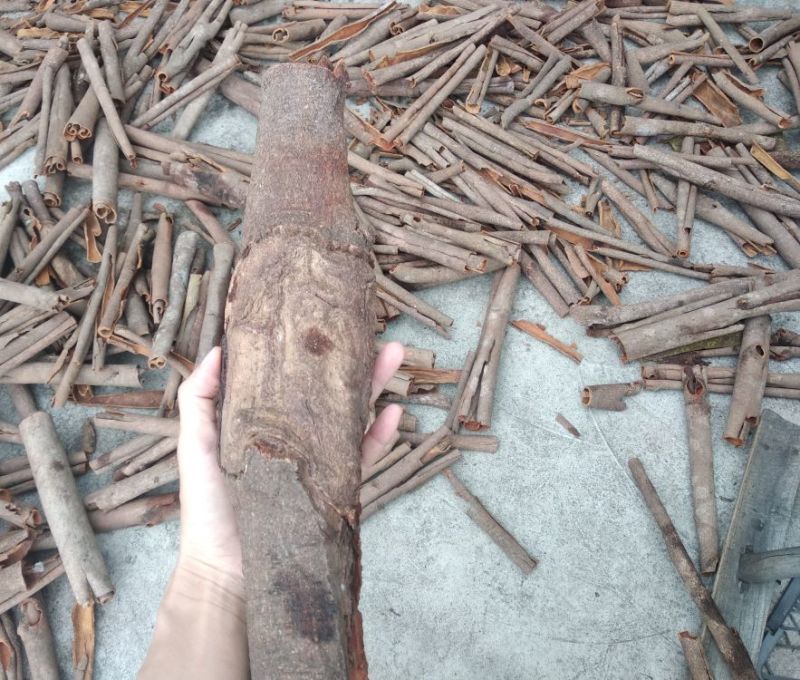 桂皮香味浓厚