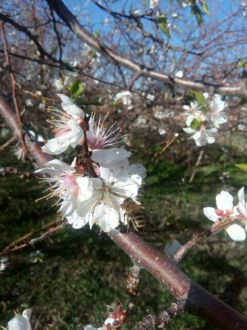 树上干杏半野生）