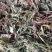 蒲公英10cm以上