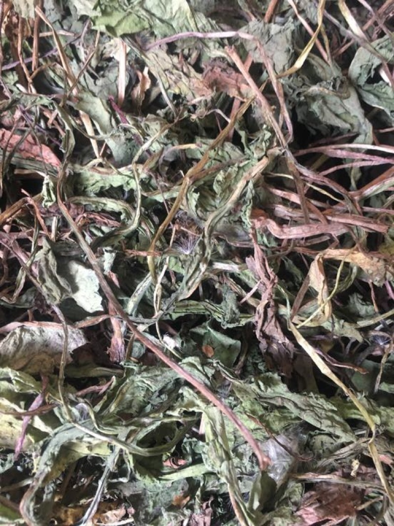 蒲公英10cm以上