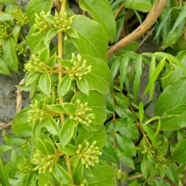 金银花
