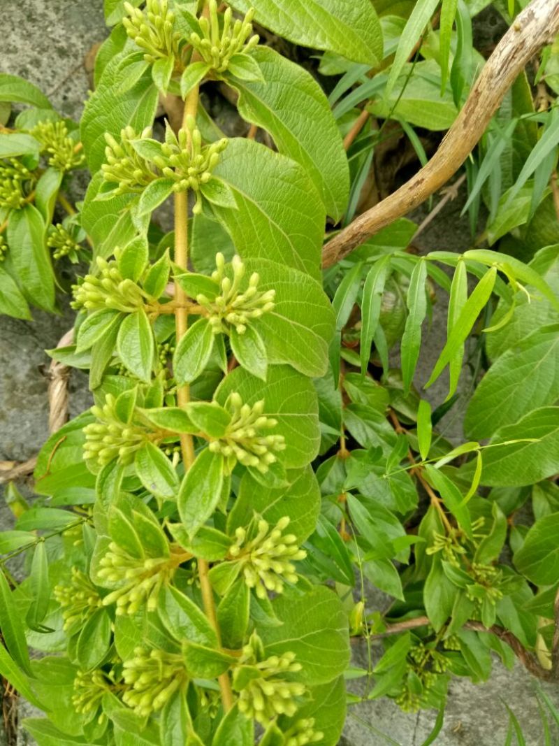 金银花