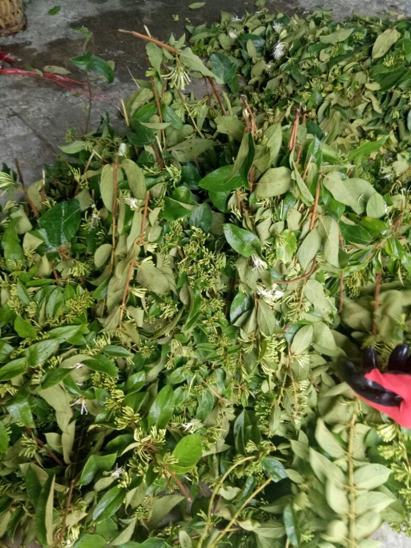 金银花