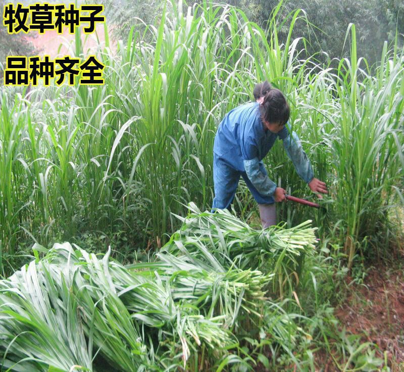 苏丹草草籽高丹草种四季牧草种子养殖再生草鱼吃的草种籽畜牧