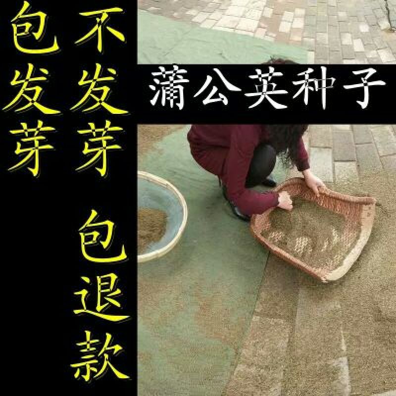 蒲公英种子批发包邮论斤卖野生蒲公英婆婆丁种籽四季播种庭院