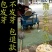 蒲公英种子批发包邮论斤卖野生蒲公英婆婆丁种籽四季播种庭院