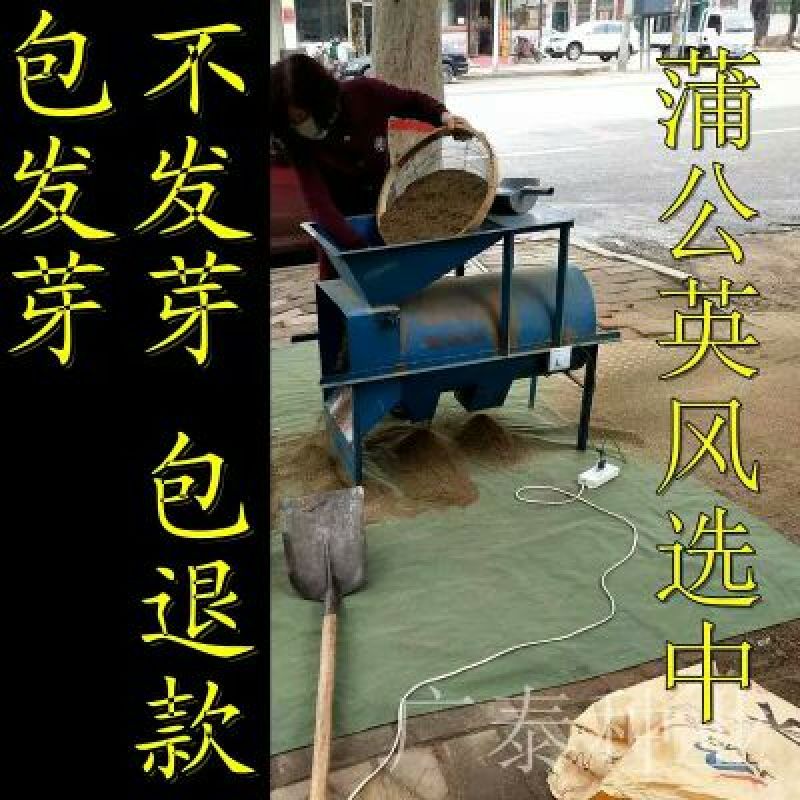 蒲公英种子批发包邮论斤卖野生蒲公英婆婆丁种籽四季播种庭院
