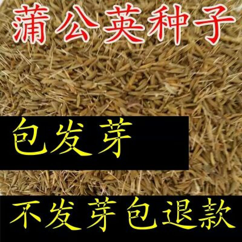 蒲公英种子批发包邮论斤卖野生蒲公英婆婆丁种籽四季播种庭院