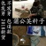 蒲公英种子批发包邮论斤卖野生蒲公英婆婆丁种籽四季播种庭院