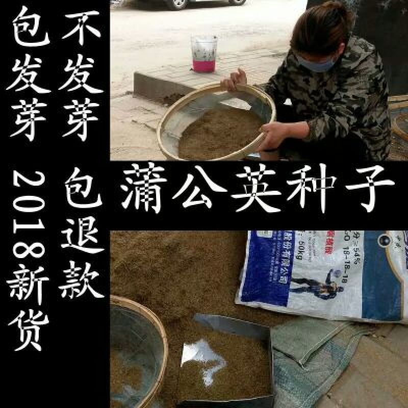 蒲公英种子批发包邮论斤卖野生蒲公英婆婆丁种籽四季播种庭院
