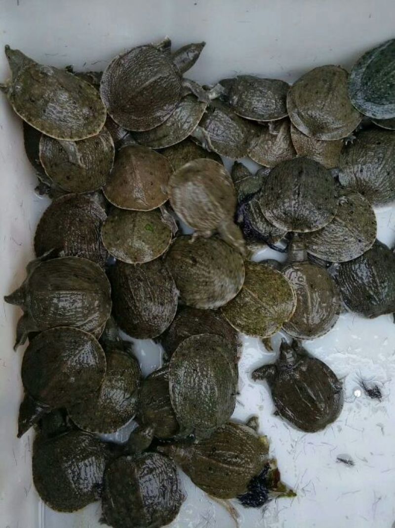 甲鱼苗鱼苗