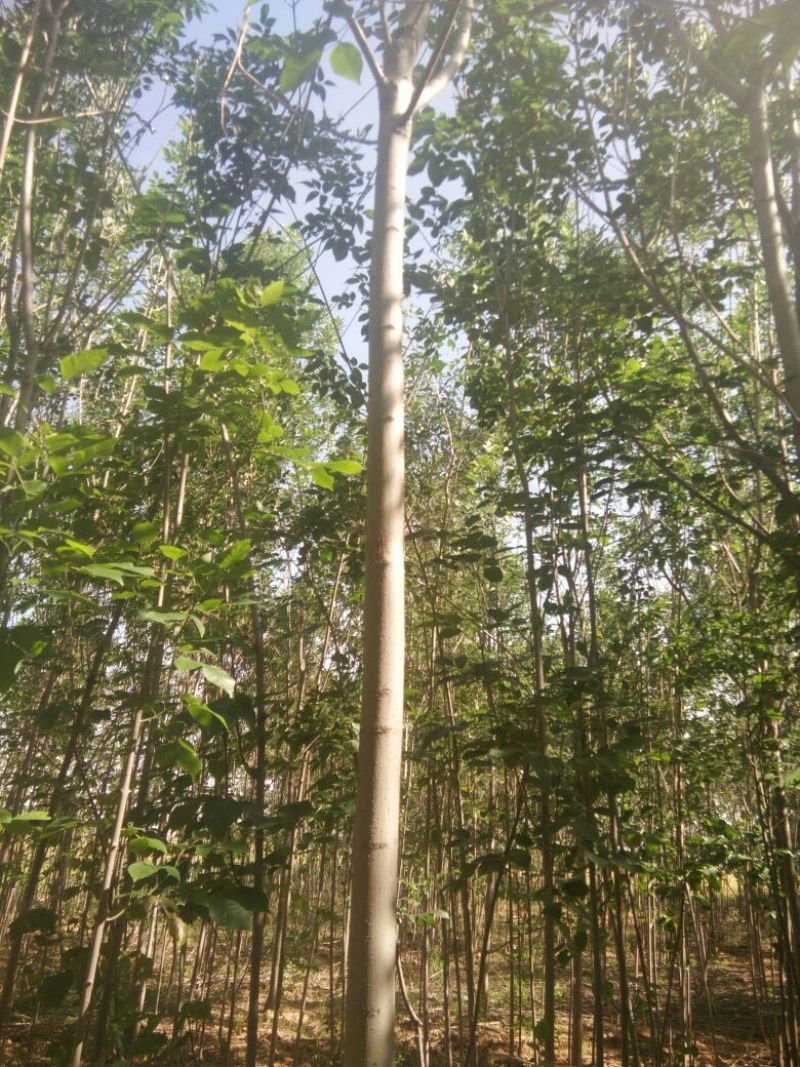 国槐，法桐，白蜡