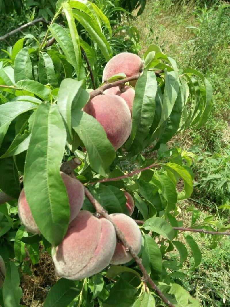 红不软，等个头均匀，口感，脆甜（预售），
