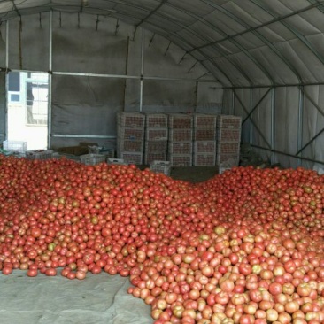 西红柿🍅