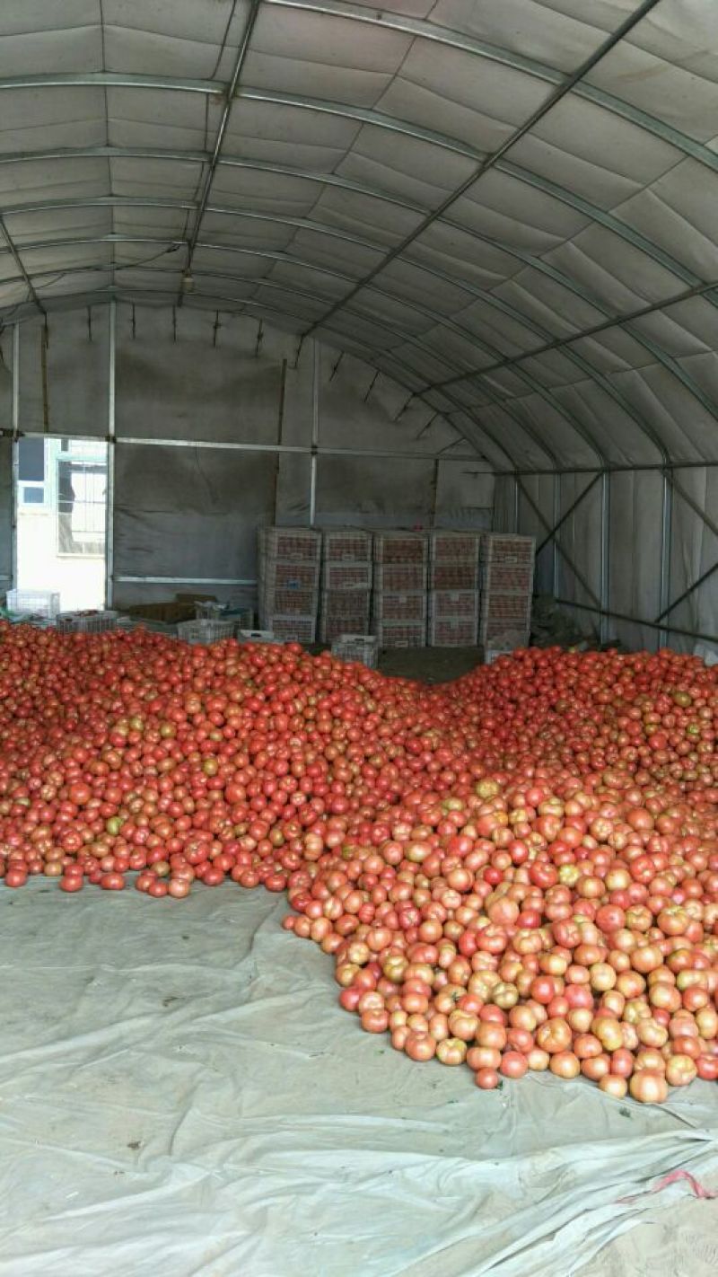 西红柿🍅
