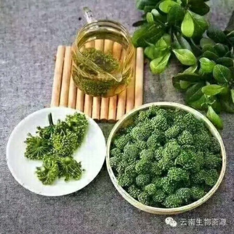 三七花三年花，清肺，化痰，止咳平喘