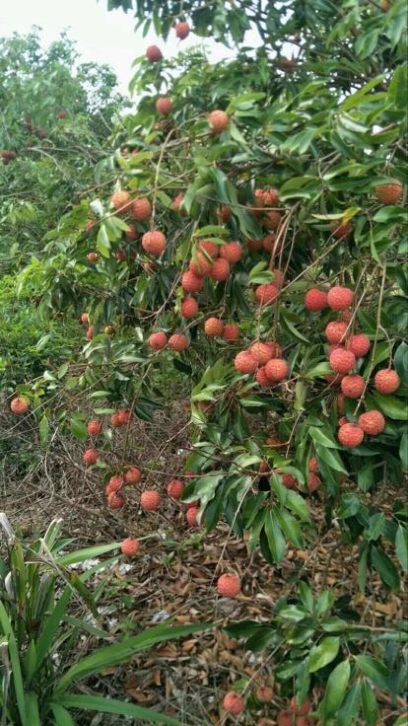 桂味荔枝2cm以上