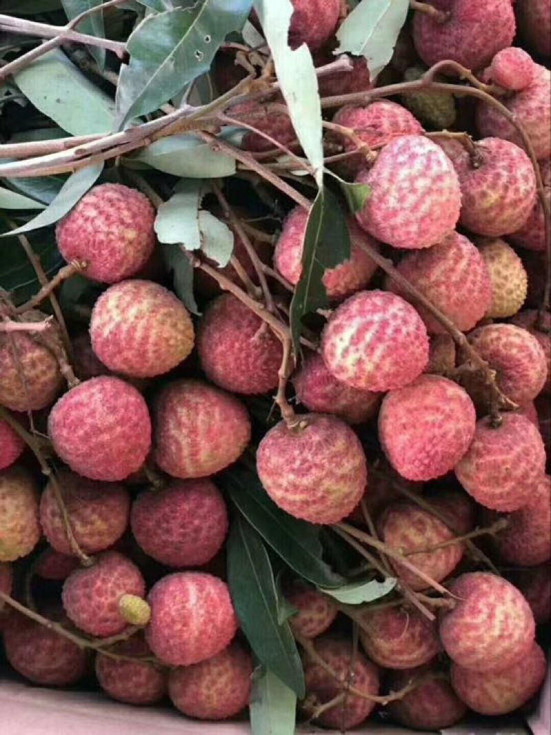 桂味荔枝2cm以上