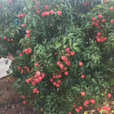 桂味荔枝2cm以上