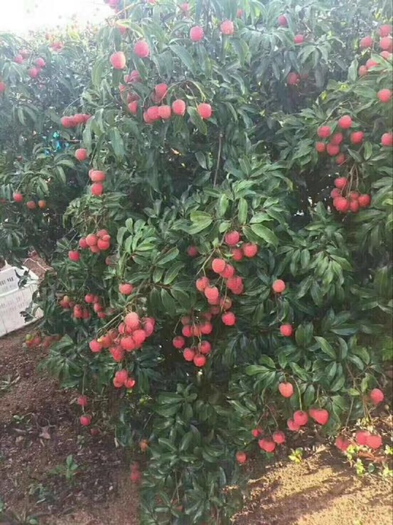 桂味荔枝2cm以上
