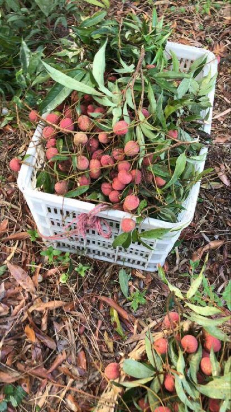 桂味荔枝2cm以上