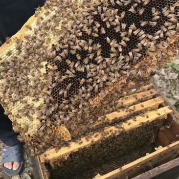 货真价实，自家养的纯蜂蜜