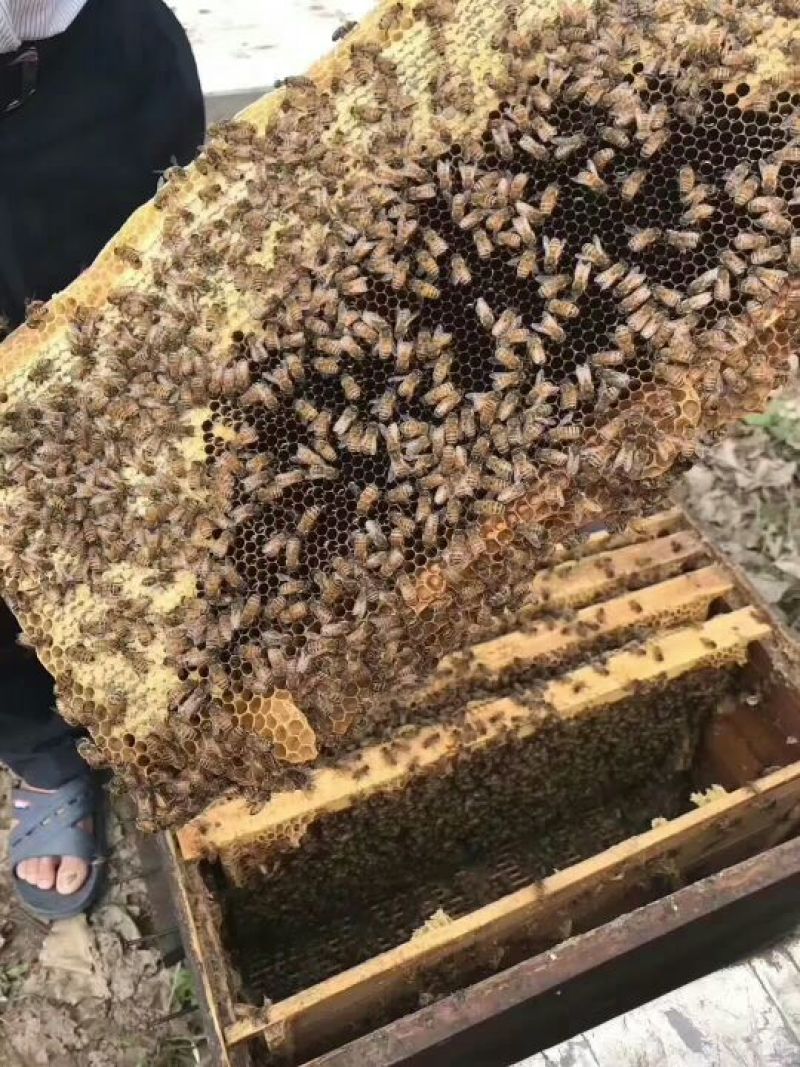 货真价实，自家养的纯蜂蜜
