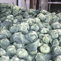 扁包菜2~3公斤通货