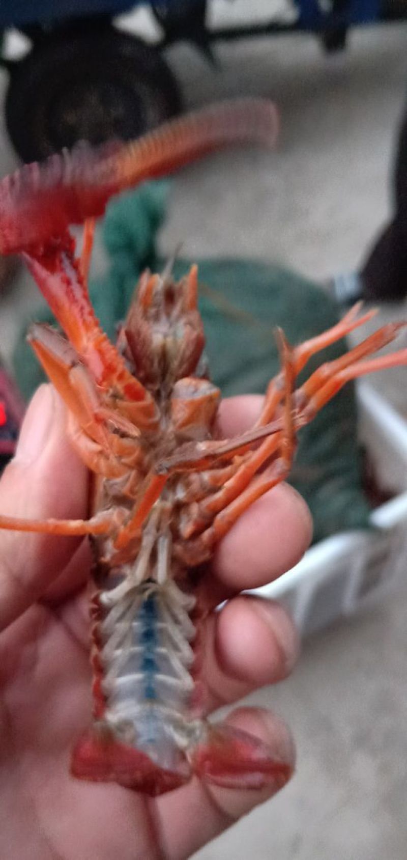 小龙虾